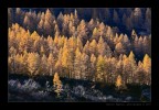Luce
