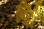 una delle prime foto fatte con la mia nuova reflex:sony a200 si accettano critiche e suggerimenti.