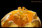 MACRO