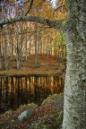 colori d'autunno