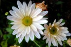 TEST nikon L19