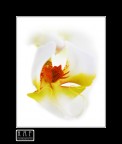 Orchidea