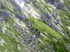 cavalletta verde