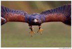 Volo