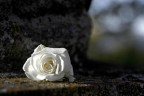 Rosa bianca