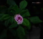 bocciolo di rosa