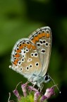 farfalla