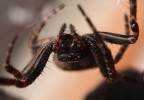 Aracnofobia
