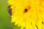 mosca