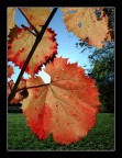 foglie rosse