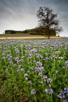 Fiori di stagione