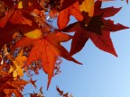 meravigliosamente rosse