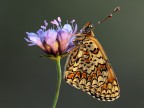 l'adorata melitea