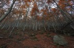 nel sottobosco