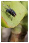Mosca con bolla fotografata da un'altra angolazione