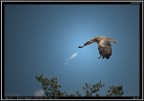 Aquila # 2