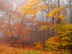 Faggi nella nebbia