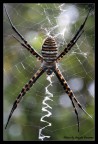 SPIDER 2