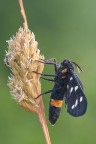 Amata phegea