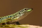 ...Il Ritorno Del Drago...!!!