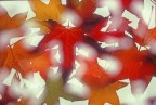 Autumnalis