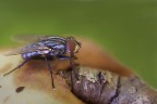 mosca