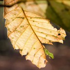 foliage