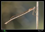Damigella - Sympecma fusca