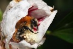 Bombus Pascuorum