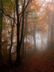 Nel bosco