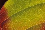 Particolare foglia