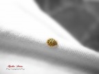 Microcosmo