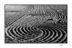 ...LINEE...