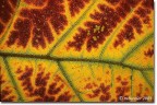 Quella foglia d'autunno come una rtina