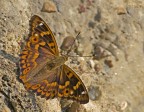 apaturia ilia