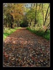 c' una strada nel bosco...