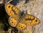 Lasiommata megera