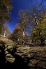 Oscuri tentacoli nel bosco...