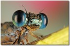 Una ripresa lampo per la calopterix