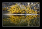 larici