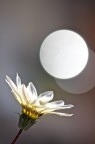Globo di luce