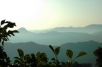 foglie e sfondi