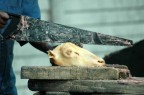 Capra: Gradite un po?