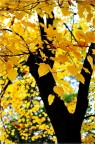 Il giallo