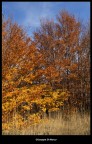 colori vivaci