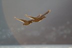 Volo di coppia