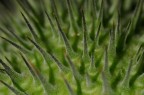 Natura macro