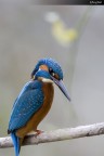 martino