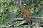 Falco di palude