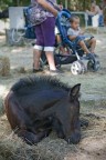 Cuccioli
